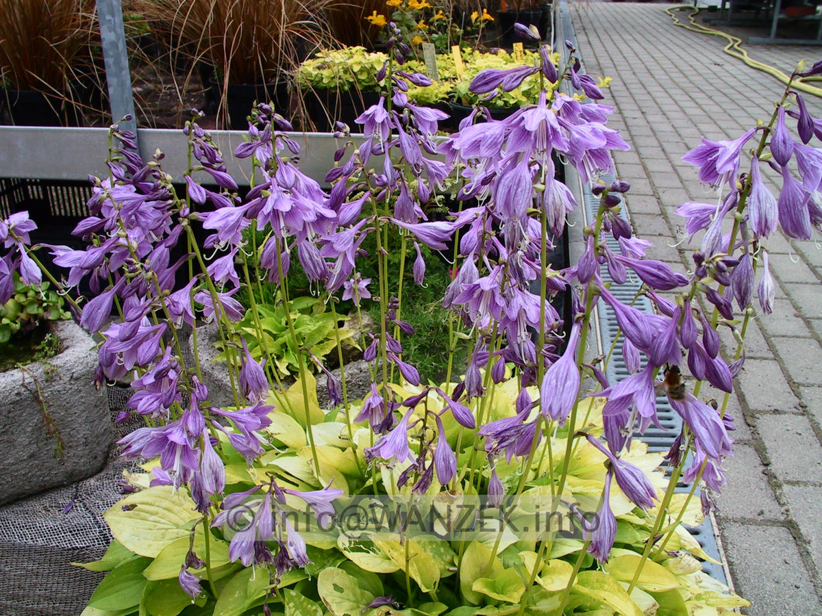 Hosta Hybride Lemonade - Sol bluehend.jpg